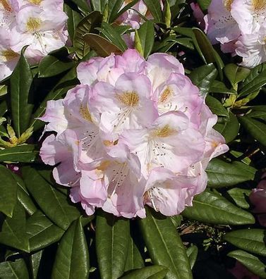 Inkarho - Großblumige Rhododendron Brigitte 30-40cm - Alpenrose