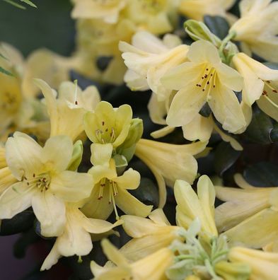 Wild Alpenrose 30-40cm - Rhododendron ambiguum