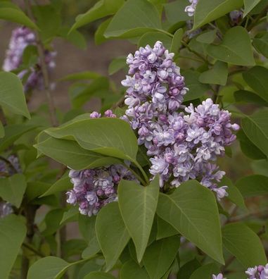 Edelflieder Katharine Havemeyer 60-80cm - Syringa vulgaris