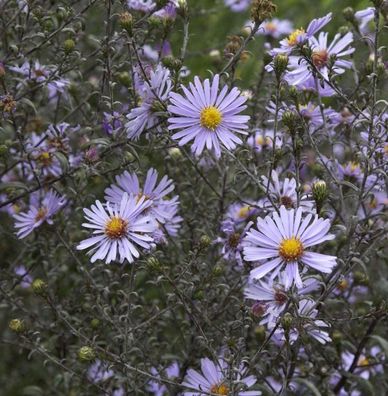 Herbstwild Aster Novemberblau - Aster laevis