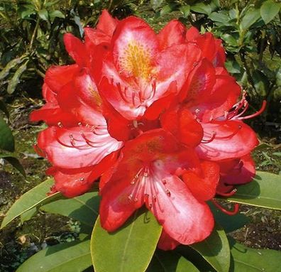 Inkarho - Großblumige Rhododendron Junifeuer 30-40cm - Alpenrose