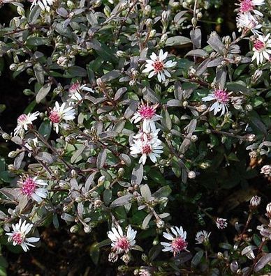 Waagerechte Herbst Aster Prince - Aster lateriflorus