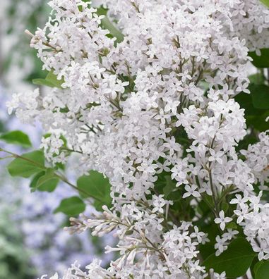 Zwergflieder Flowerfesta®White 40-60cm - Syringa