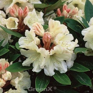 Inkarho - Rhododendron Golden Melodie 25-30cm - Alpenrose