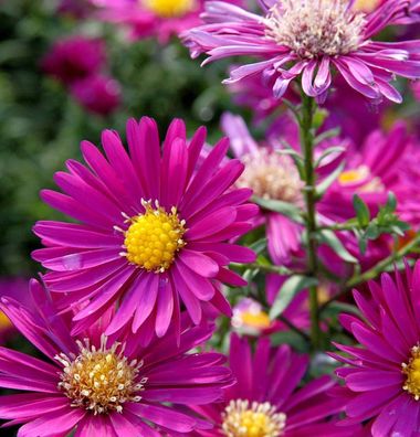 Rauhblattaster Crimson Brocade - Aster novae angliae