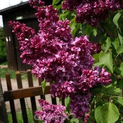 Kanadische Flieder Red Wine 60-80cm - Syringa prestoniae
