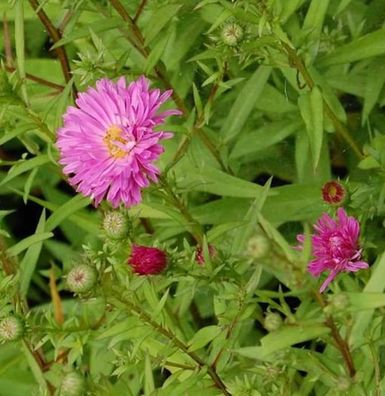 Rauhblattaster Sarah Ballard - Aster novae angliae