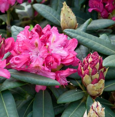 Inkarho - Großblumige Rhododendron Fidelius 30-40cm - Alpenrose