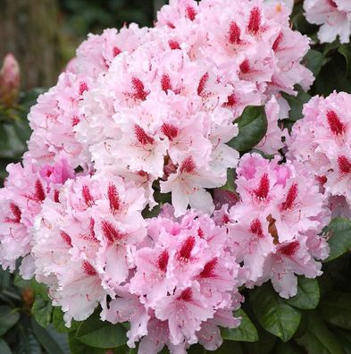 Inkarho - Großblumige Rhododendron Frühlingsbeginn 30-40cm - Alpenrose