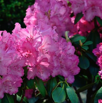 Inkarho - Großblumige Rhododendron Haithabu® 30-40cm - Alpenrose
