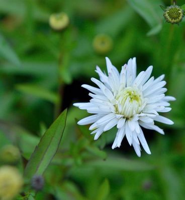 Glattblattaster White Lady - Aster novi belgii