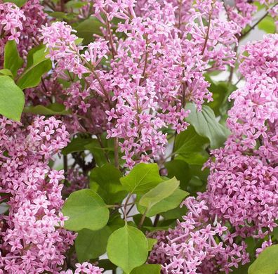 Hochstamm Zwergflieder Flowerfesta® Purpur 80-100cm - Syringa