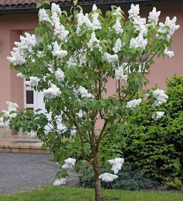 Hochstamm Fiederblättriger Flieder 80-100cm - Syringa pinnatifolia