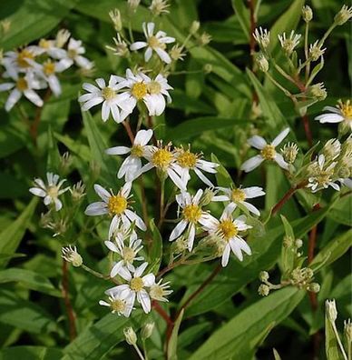 Doldenblütige Aster Weißer Schirm - Aster umbellatus
