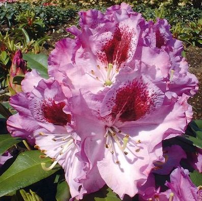 Inkarho - Großblumige Rhododendron Pfauenauge 30-40cm - Alpenrose
