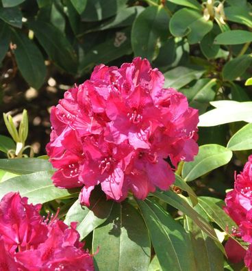 Inkarho - Großblumige Rhododendron Roland 30-40cm - Alpenrose