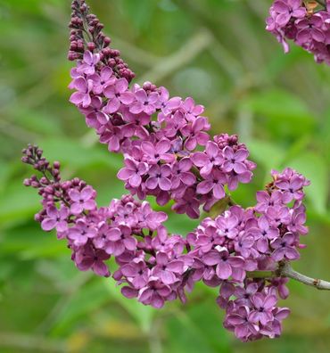 Edelflieder Andenken an Ludwig Späth 80-100cm - Syringa vulgaris