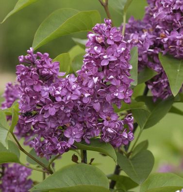 Edelflieder Charles Joly 80-100cm - Syringa vulgaris