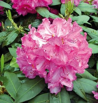 Inkarho - Großblumige Rhododendron Walküre® 30-40cm - Alpenrose