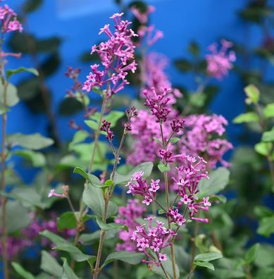 Hochstamm Edelflieder Bloomerang® Dark Purple 80-100cm - Syringa