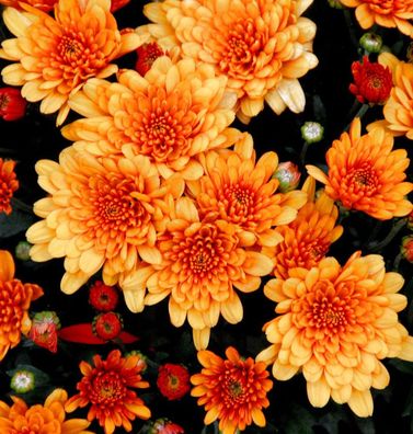 Winteraster Herbstbrokat - Chrysanthemum Indicum