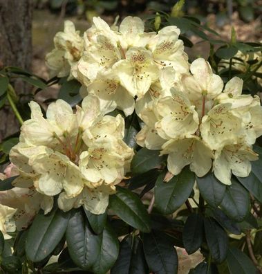 Inkarho - Rhododendron Festivo 25-30cm - Alpenrose