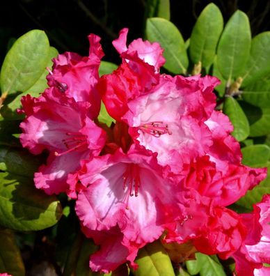 Inkarho - Rhododendron Kokette 25-30cm - Alpenrose