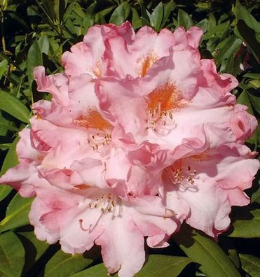 Inkarho - Rhododendron Pink Cherub 25-30cm - Alpenrose