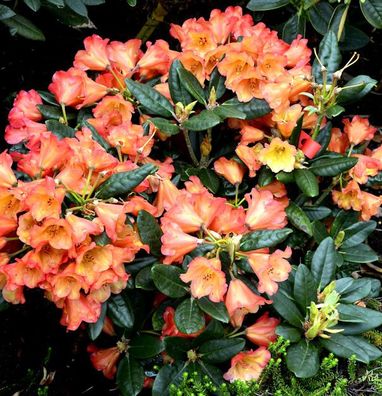 Inkarho - Rhododendron Sasonade 25-30cm - Alpenrose