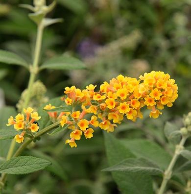 Sommerflieder Sungold 80-100cm - Buddleja weyeriana