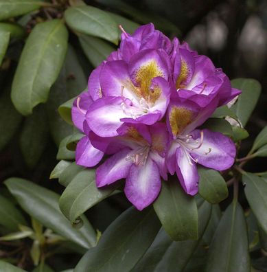 Inkarho - Großblumige Rhododendron Blue Bell 30-40cm - Alpenrose