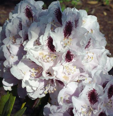 Inkarho - Großblumige Rhododendron Calsap 30-40cm - Alpenrose