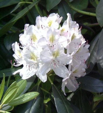 Inkarho - Großblumige Rhododendron Catawbiense Alba 30-40cm - Alpenrose