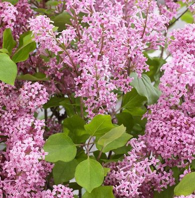 Hochstamm Zwergflieder Flowerfesta®Pink 60-80cm - Syringa vulgaris