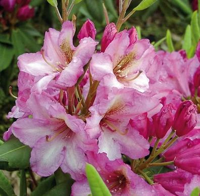 Inkarho - Großblumige Rhododendron Duke of York 30-40cm - Alpenrose