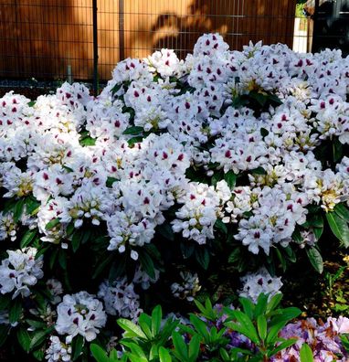 Inkarho - Großblumige Rhododendron Marsalla 30-40cm - Alpenrose