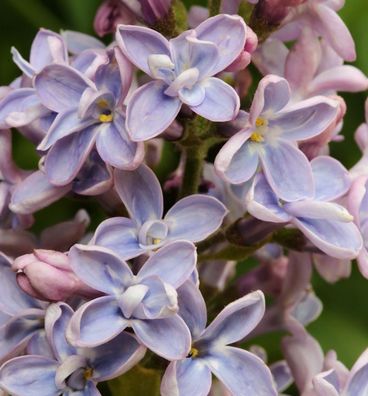 Edelflieder Président Grévy 80-100cm - Syringa vulgaris