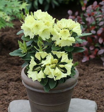 Inkarho - Großblumige Rhododendron Simson 30-40cm - Alpenrose