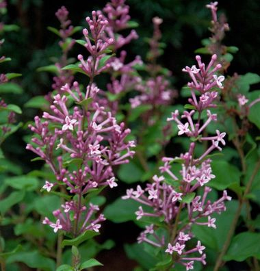 Edelflieder Bloomerang® Pink Perfume 80-100cm - Syringa