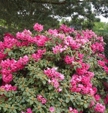Inkarho - Rhododendron August Lamken 30-40cm - Rhododendron williamsianum - Alpenrose