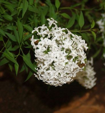 Hochstamm Weißer Persische Flieder 80-100cm - Syringa persica