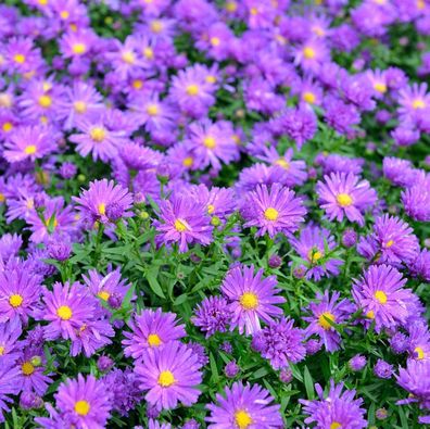 Rauhblattaster Violetta - Aster novae angliae