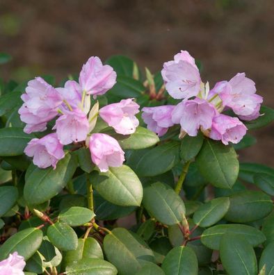 Inkarho - Rhododendron Vater Böhlje 25-30cm - Rhododendron williamsianum - Alpenrose