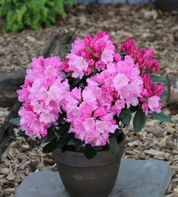 Inkarho - Rhododendron Bad Sassendorf 25-30cm - Rhododendron williamsianum