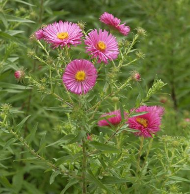 Rauhblattaster Lisette - Aster novi belgii