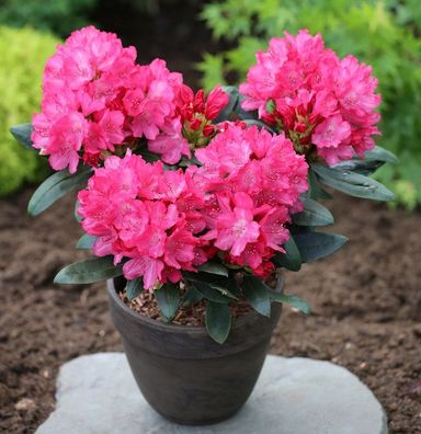 Inkarho - Rhododendron Helgoland 25-30cm - Alpenrose