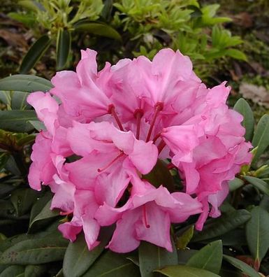 Inkarho - Rhododendron Herbstzauber 25-30cm - Alpenrose