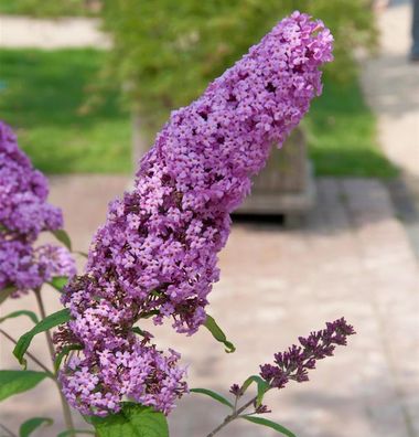 Sommerflieder Pink Delight 125-150cm - Buddleja