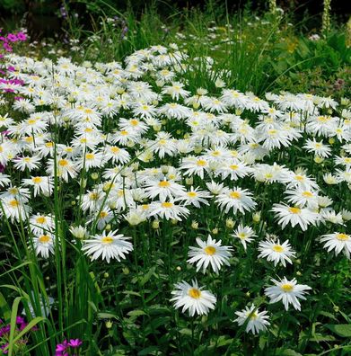 Winteraster Edelweiß - Chrysanthemum hortorum