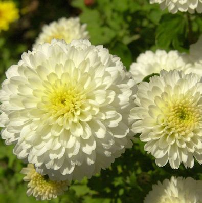 Winteraster Weiße Nebelrose - Chrysanthemum hortorum